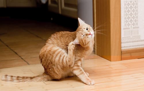 Application d'une pipette antiparasitaire sur un chat pour éliminer les puces