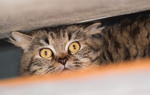 Calmer un chat stressé