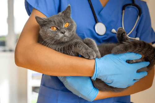 Chaton sur une table d’examen vétérinaire lors de sa première visite, illustrant l’importance de la première visite vétérinaire chaton.