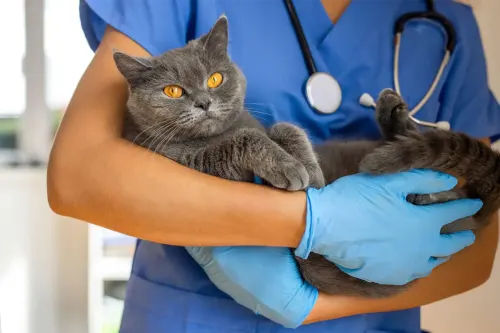 Chaton sur une table d’examen vétérinaire lors de sa première visite, illustrant l’importance de la première visite vétérinaire chaton.