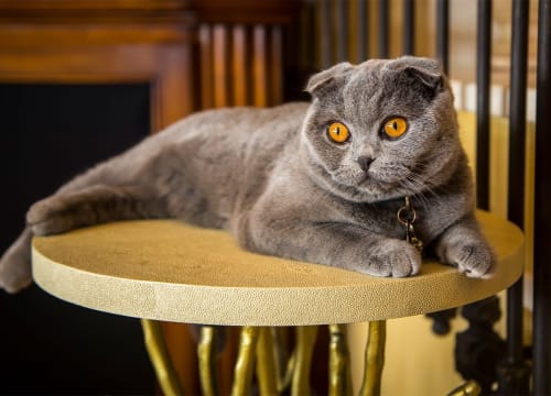 Scottish Fold gris aux yeux orange allongé sur une table dorée, montrant son pelage soyeux et illustrant la gestion de la perte de poils chez les Scottish Fold.