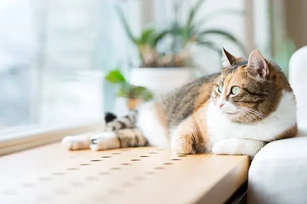 Un chaton regarde à travers une fenêtre sécurisée par une moustiquaire solide