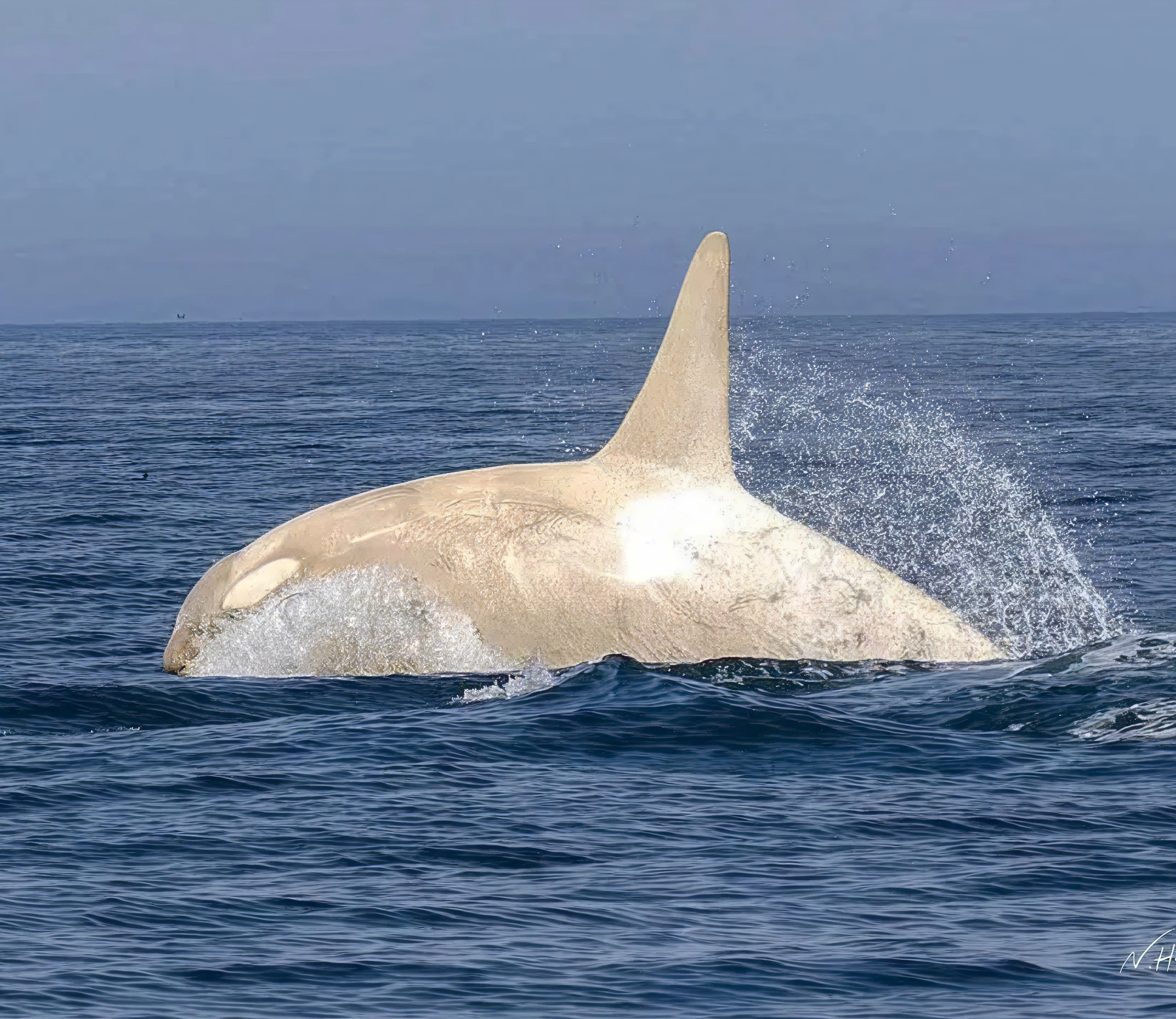 Momen Langka: Paus Orca Albino Tertangkap Kamera di Perairan Jepang
