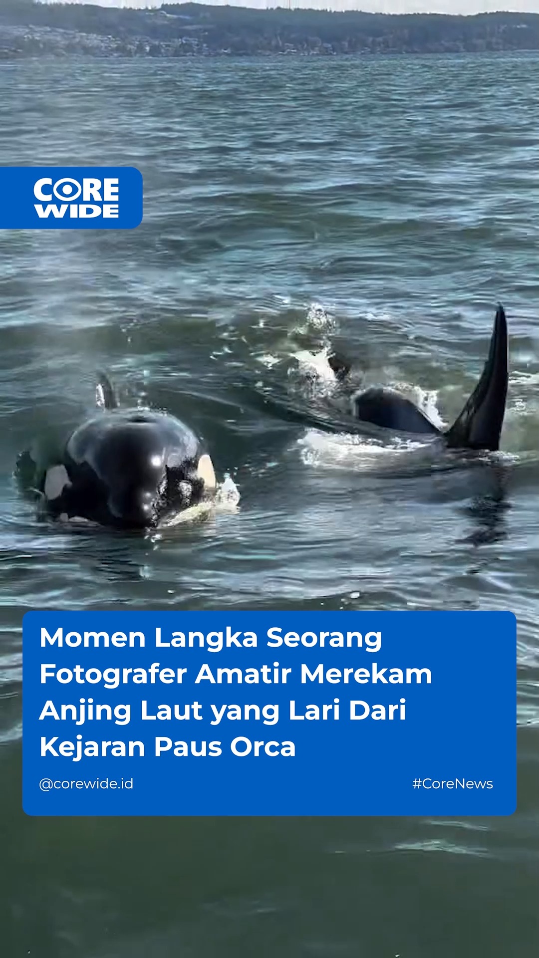 Momen Langka Seorang Fotografer Amatir Merekam Anjing Laut yang Lari Dari Kejaran Paus Orca