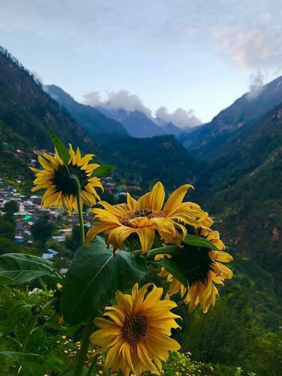 The Last Resort - Serene valley atmosphere