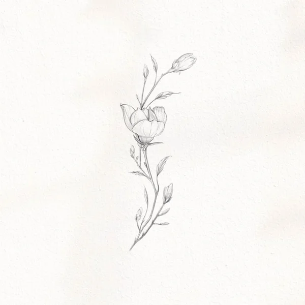 Magnolia branch tattoo sketch