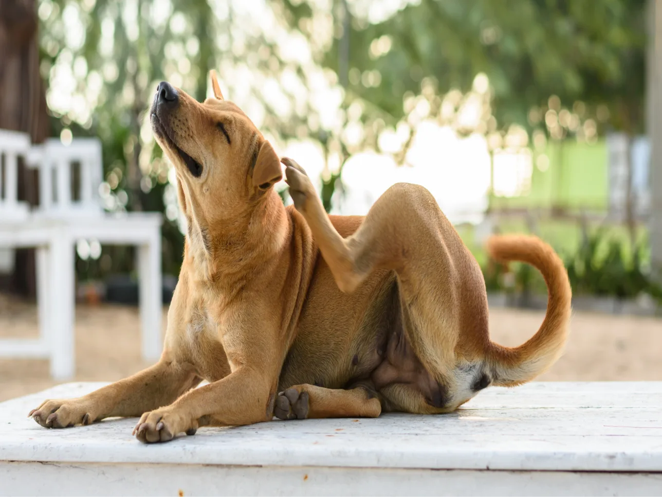 Un chien avec des démangeaisons se gratte l'oreille avec sa patte arrière