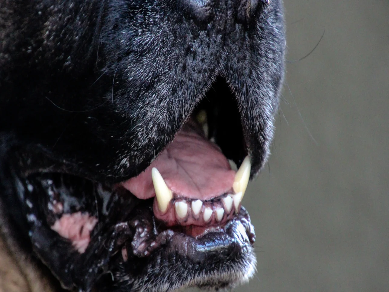 Bouche d'un chien montrant sa langue et ses dents.