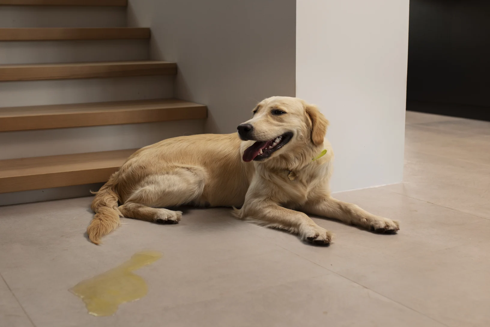 Chien qui a fait pipi dans une maison devant un escalier