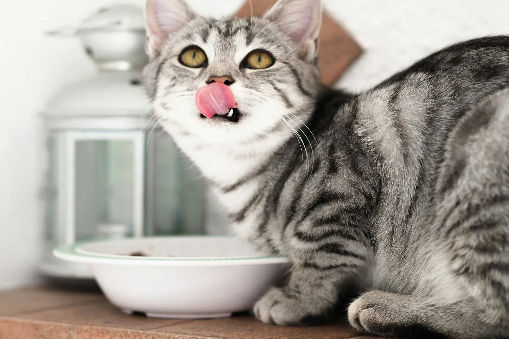 Un chat qui regarde vers le haut et réclame à manger