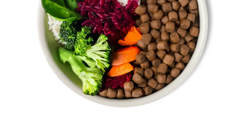 Un bol de croquettes équilibré contient des protéines, des fibres, des fruits et des légumes