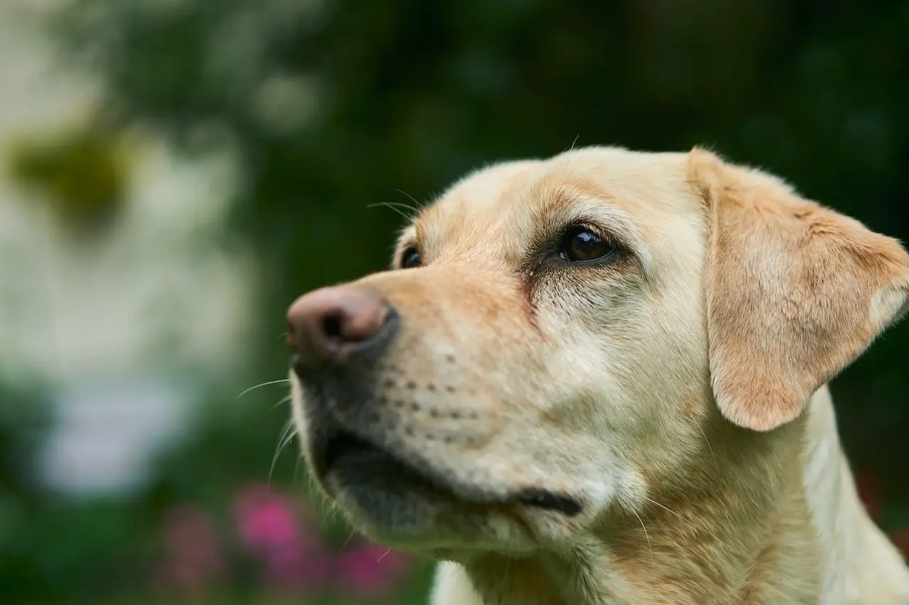 Breeds of Dogs Used for Police Work