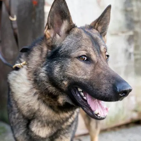 Breeds of Dogs Used for Police Work