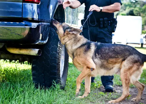 Breeds of Dogs Used for Police Work