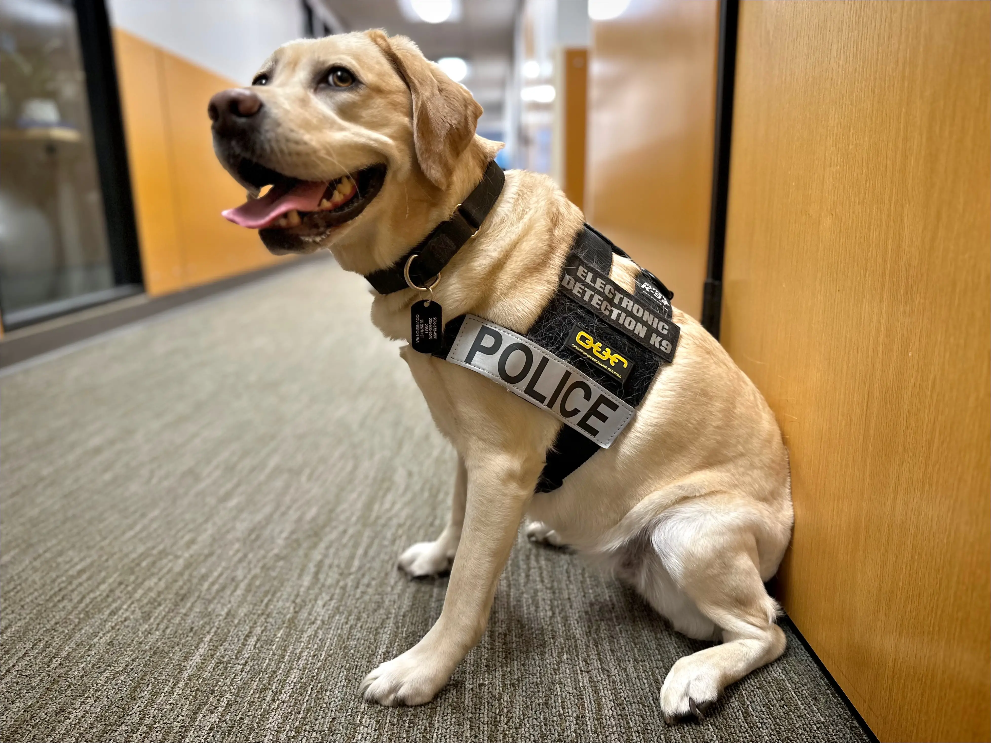 Breeds of Dogs Used for Police Work