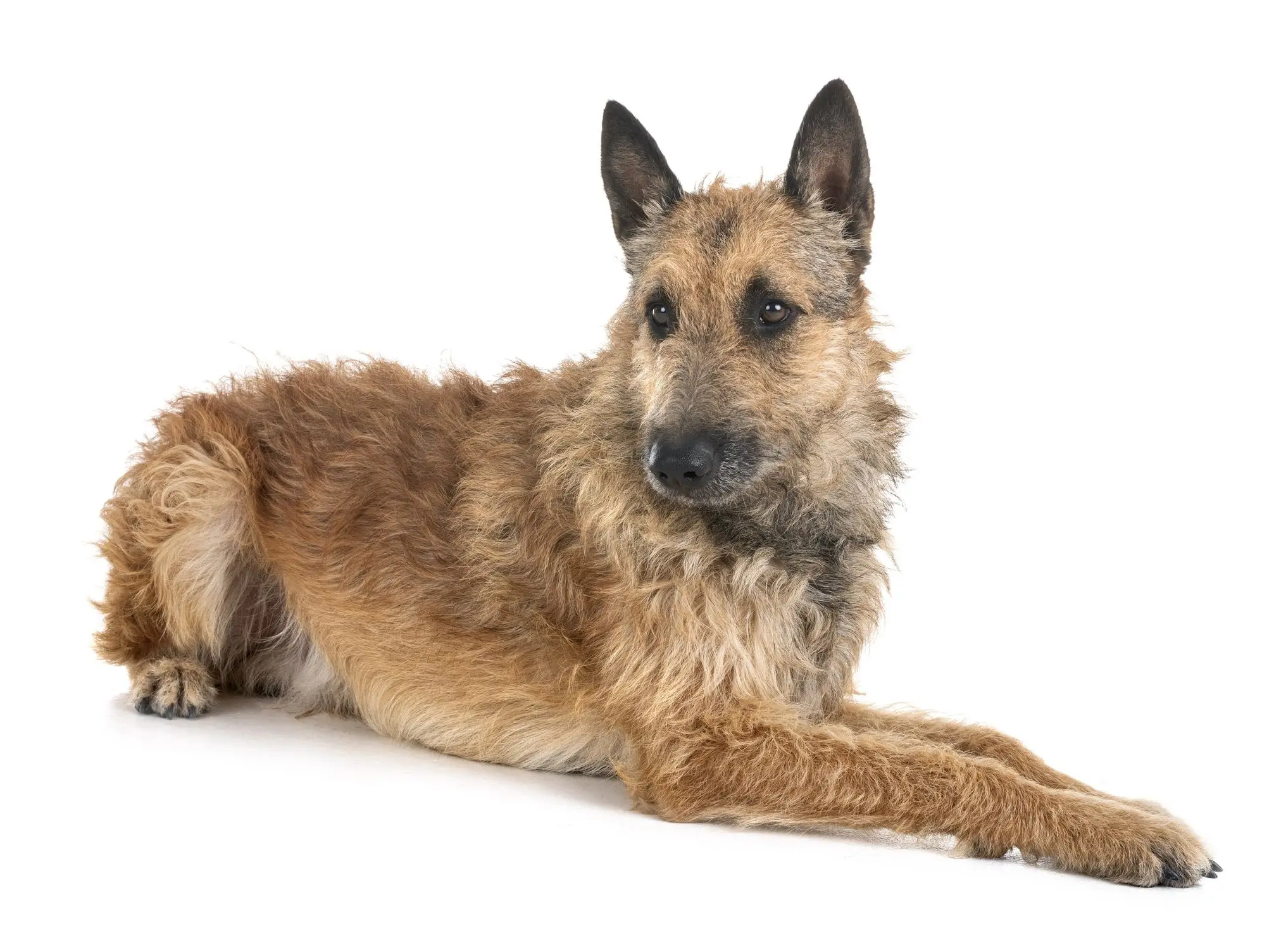 Breeds of Dogs Used for Police Work