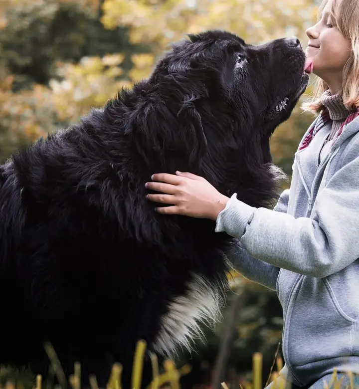 Breeds of Dogs Used for Police Work
