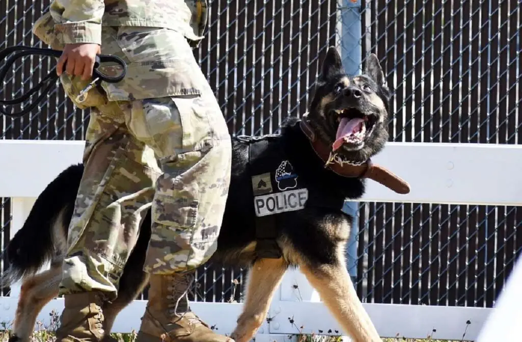 Breeds of Dogs Used for Police Work