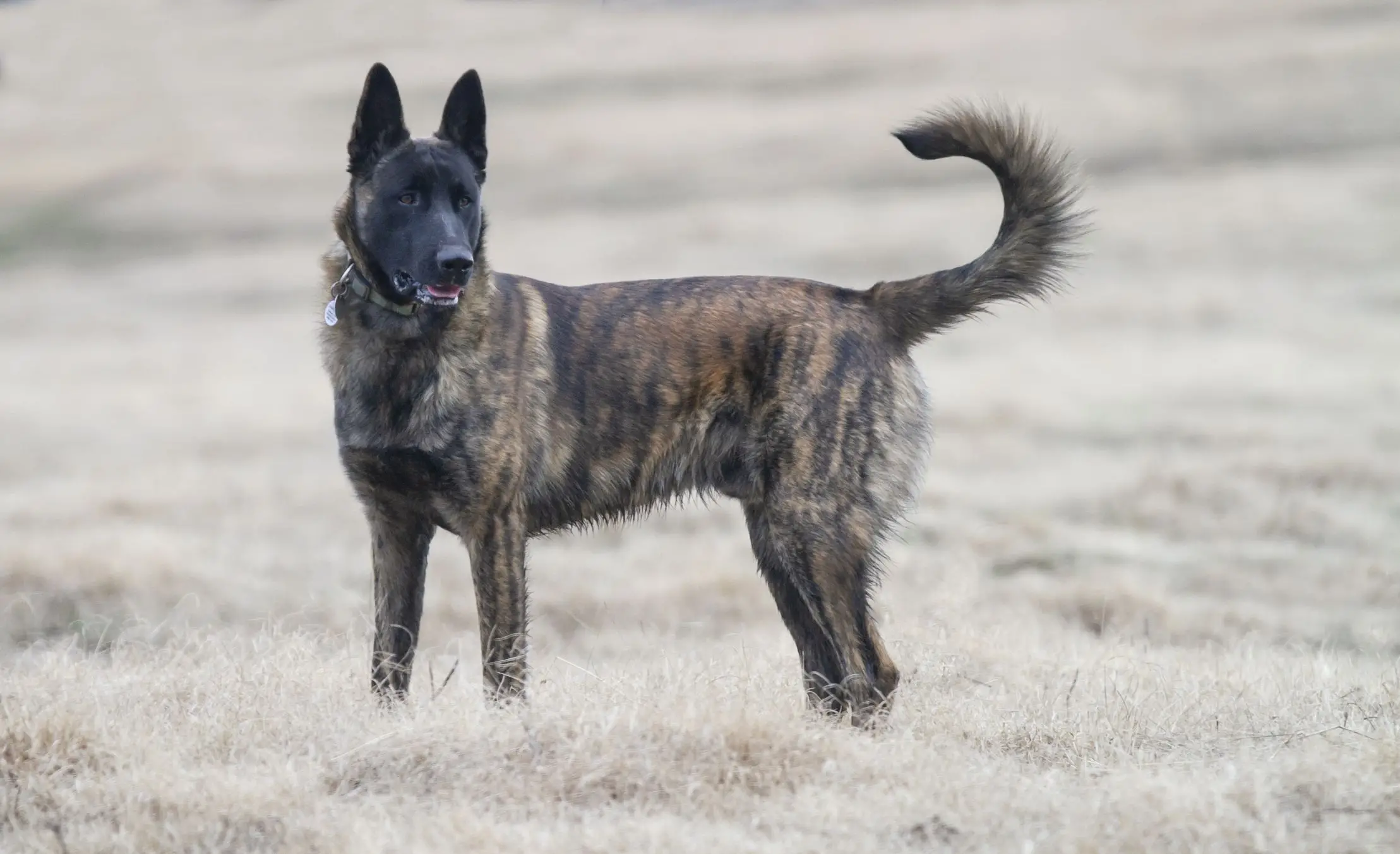 Breeds of Dogs Used for Police Work