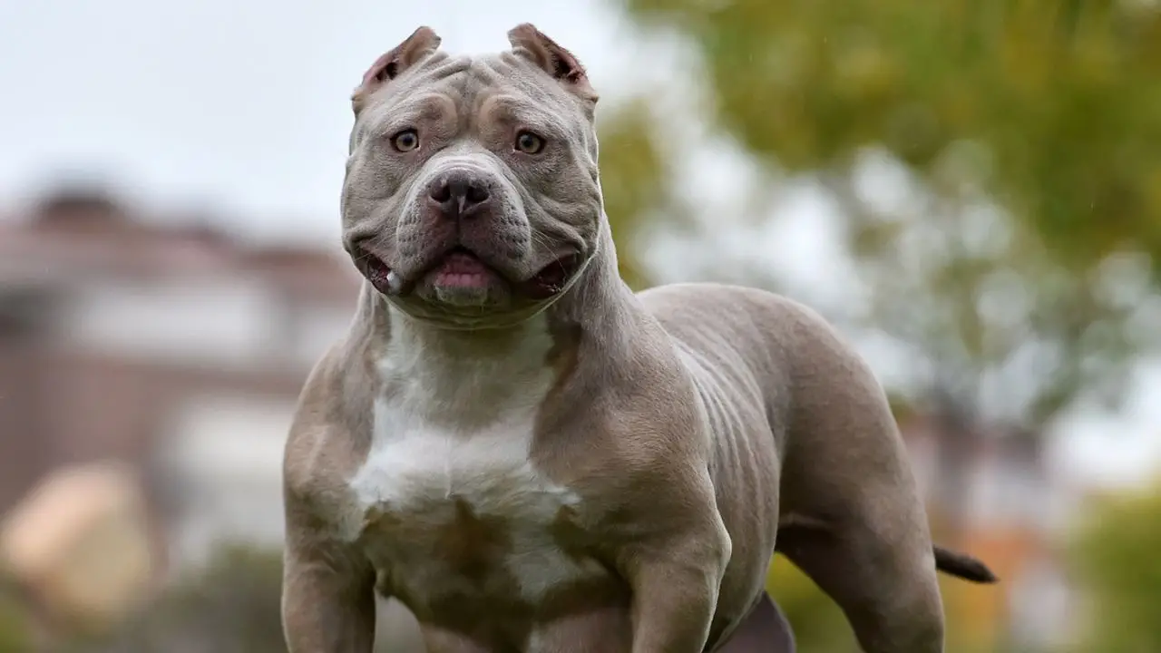 Breeds of Dogs Used for Police Work