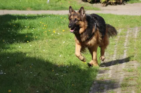 Breeds of Dogs Used for Police Work