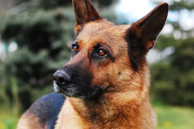 Breeds of Dogs Used for Police Work