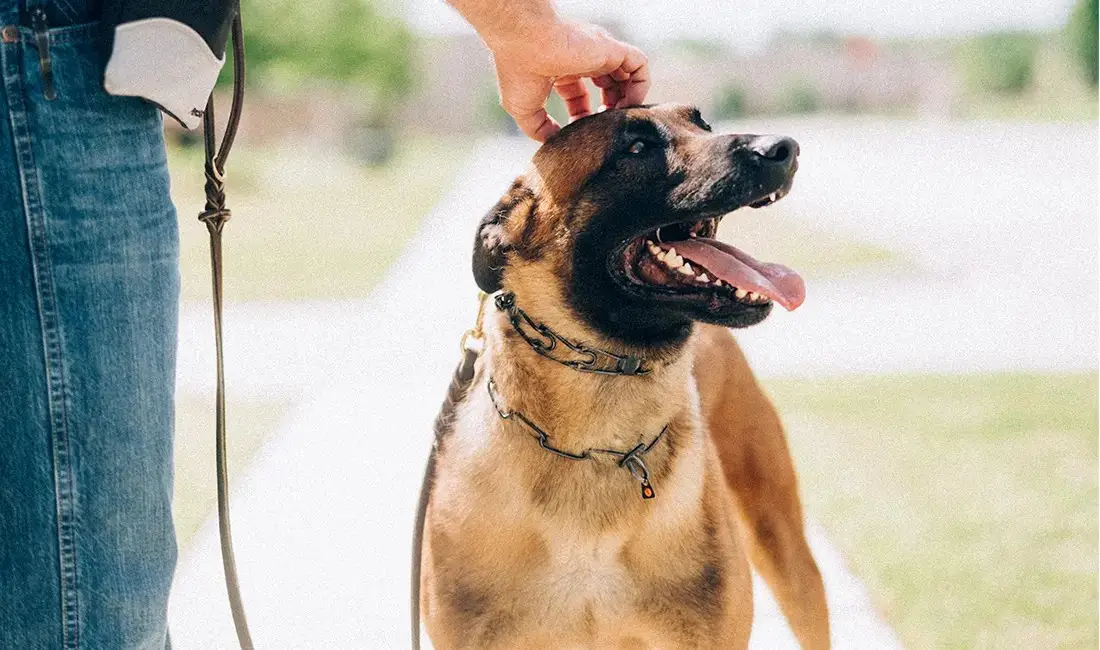 Breeds of Dogs Used for Police Work