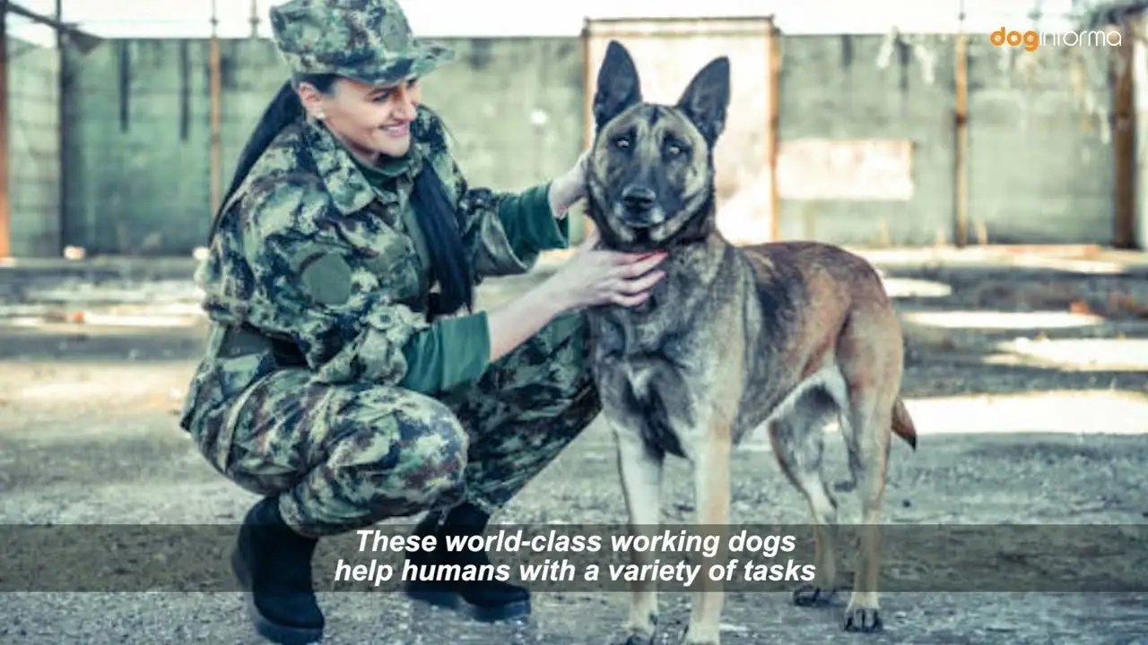 Breeds of Dogs Used for Police Work