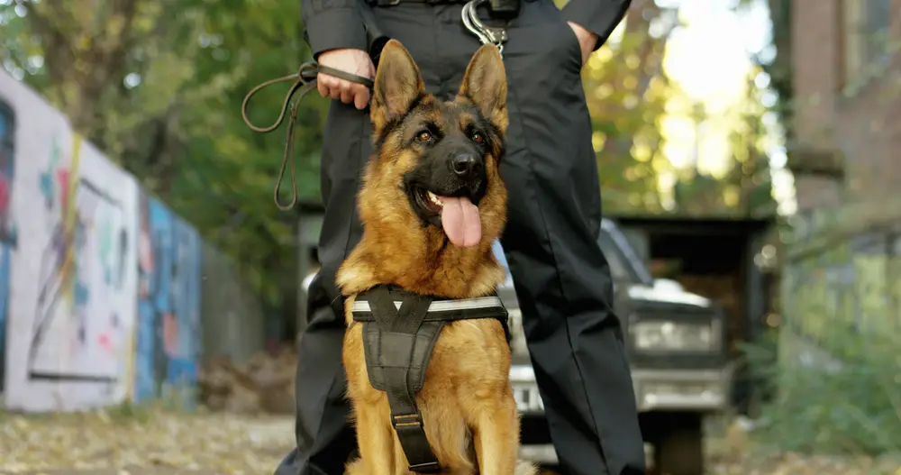 Breeds of Dogs Used for Police Work