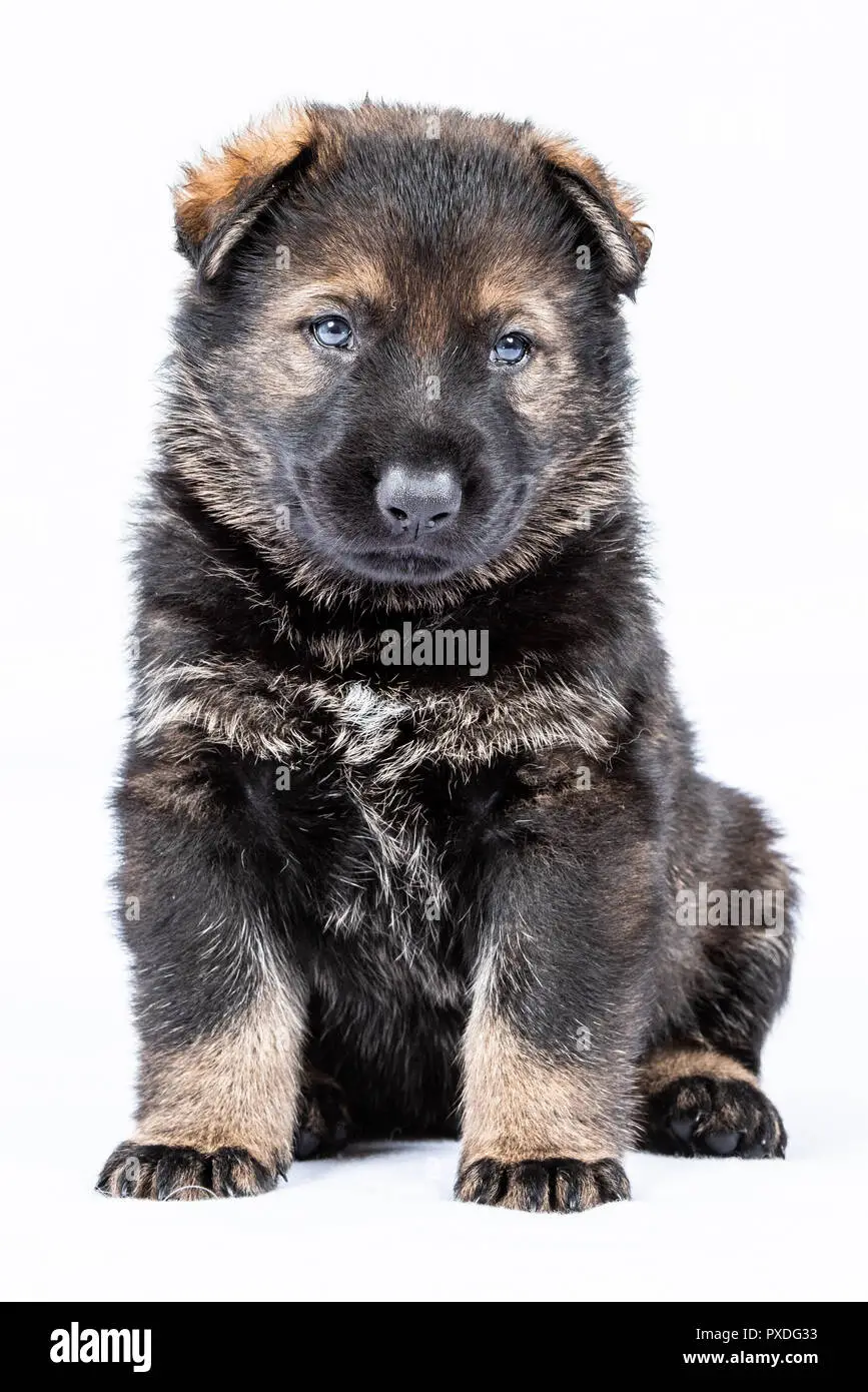 West German Working Line German Shepherd
