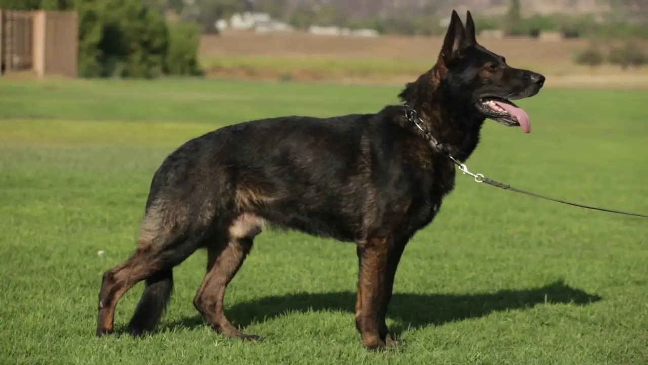 West German Working Line German Shepherd