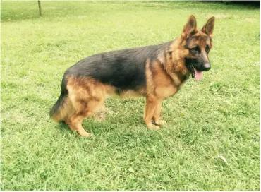 West German Working Line German Shepherd
