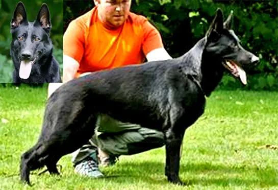 West German Working Line German Shepherd