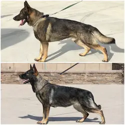 West German Working Line German Shepherd