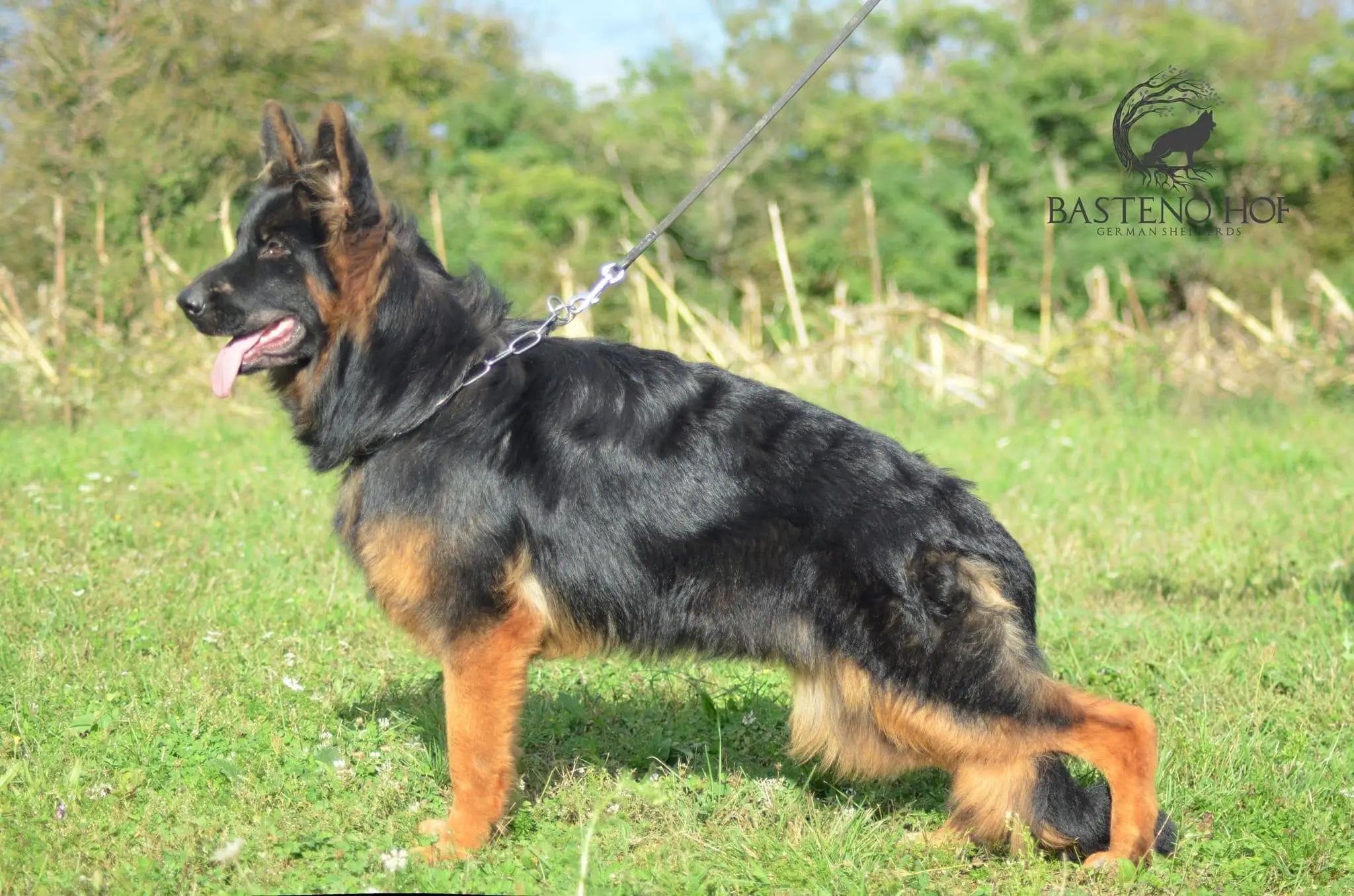 West German Working Line German Shepherd