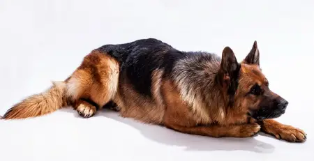 West German Working Line German Shepherd