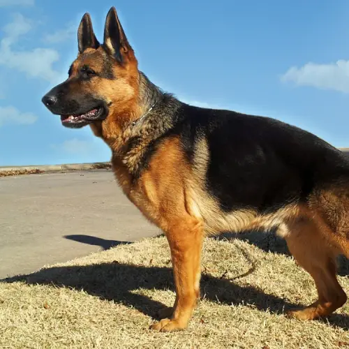 West German Working Line German Shepherd