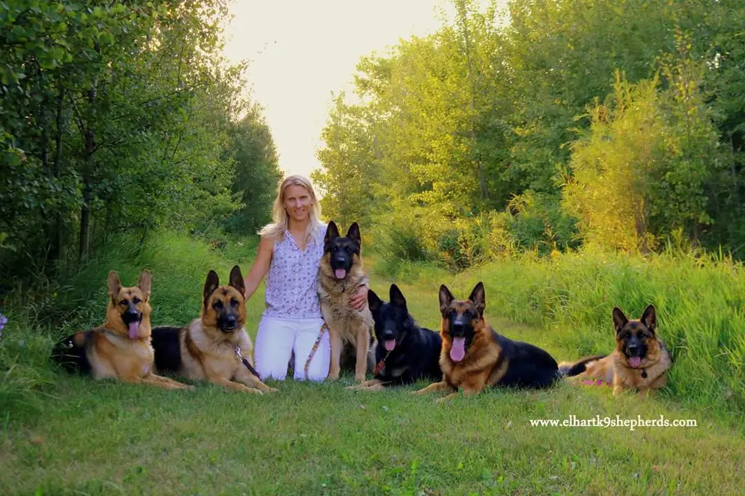 West German Working Line German Shepherd