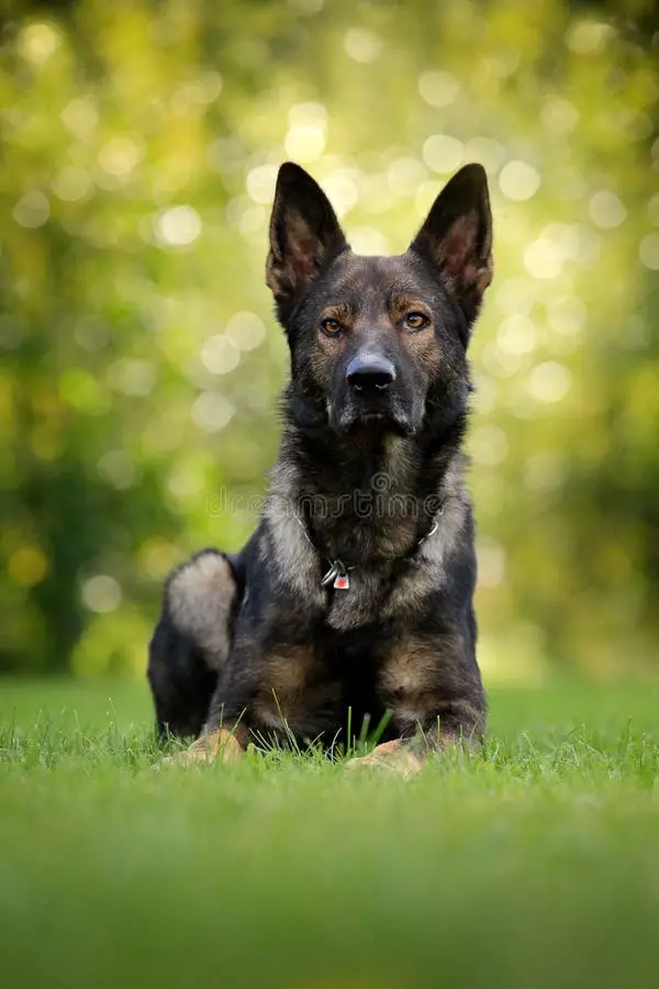 West German Working Line German Shepherd