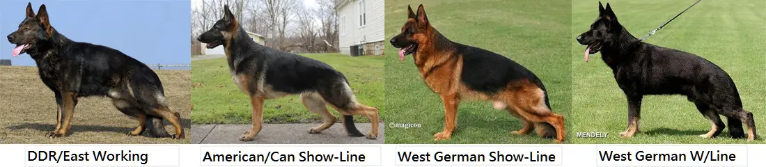 West German Working Line German Shepherd