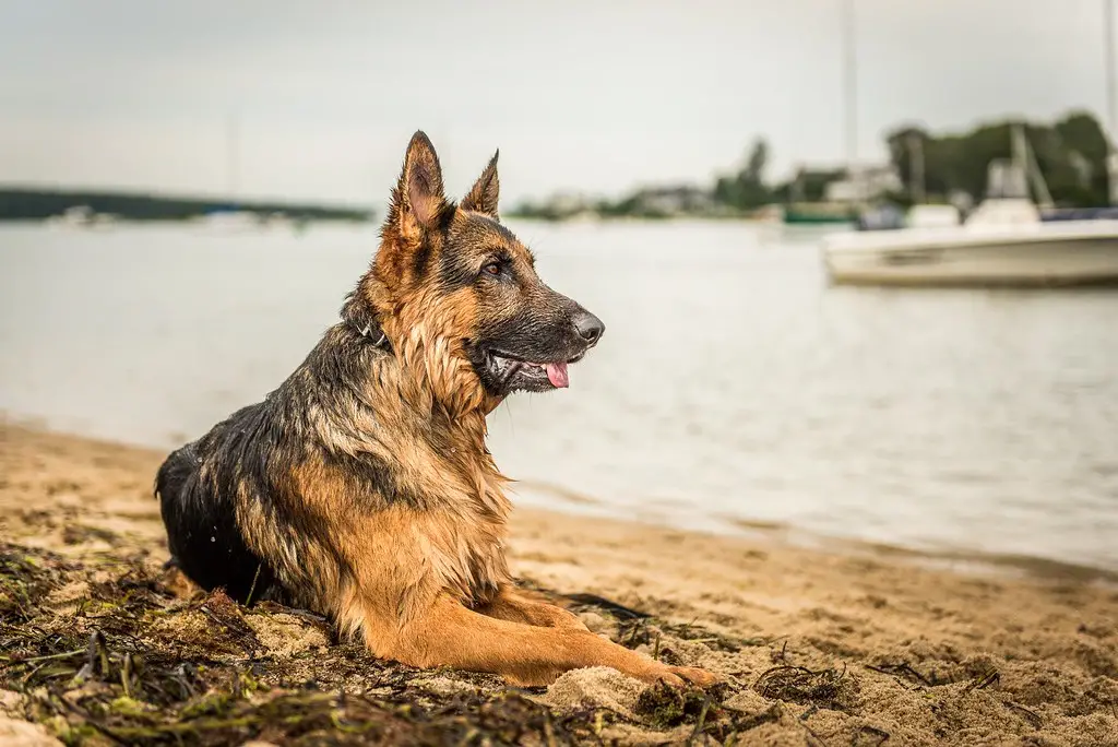 West German Working Line German Shepherd