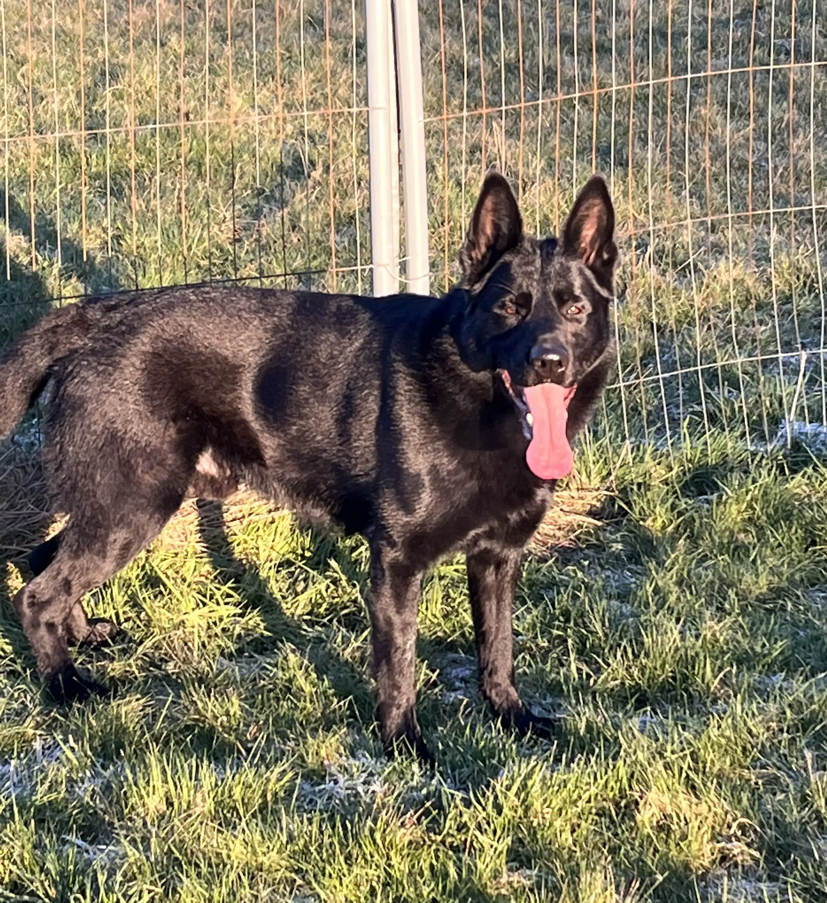 West German Working Line German Shepherd