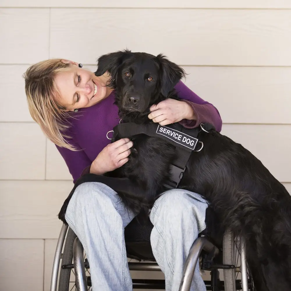 Best Breed for Anxiety Service Dog