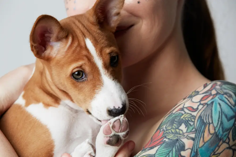 Best Breed for Anxiety Service Dog