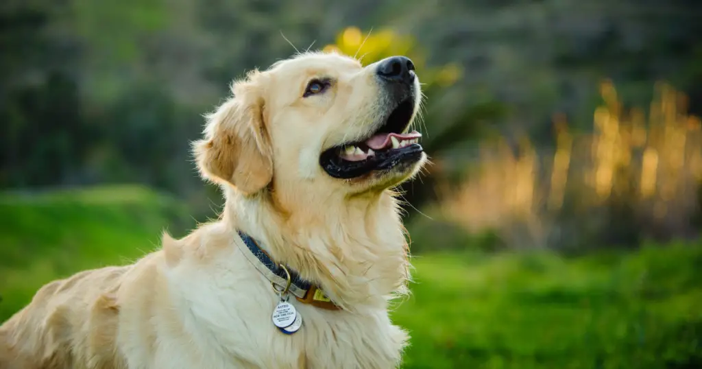 Best Breed for Anxiety Service Dog