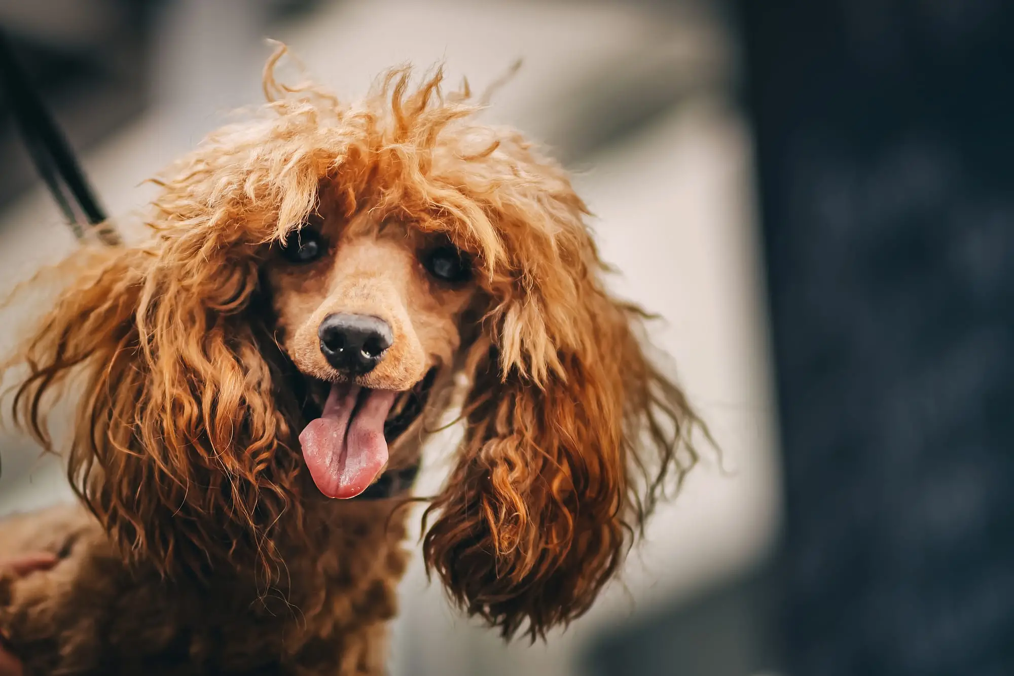 Best Breed for Anxiety Service Dog