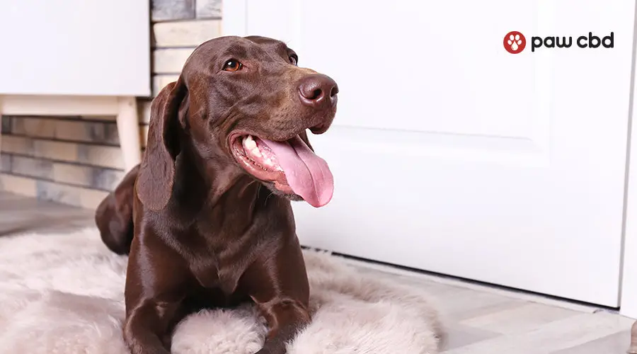 Best Breed for Anxiety Service Dog
