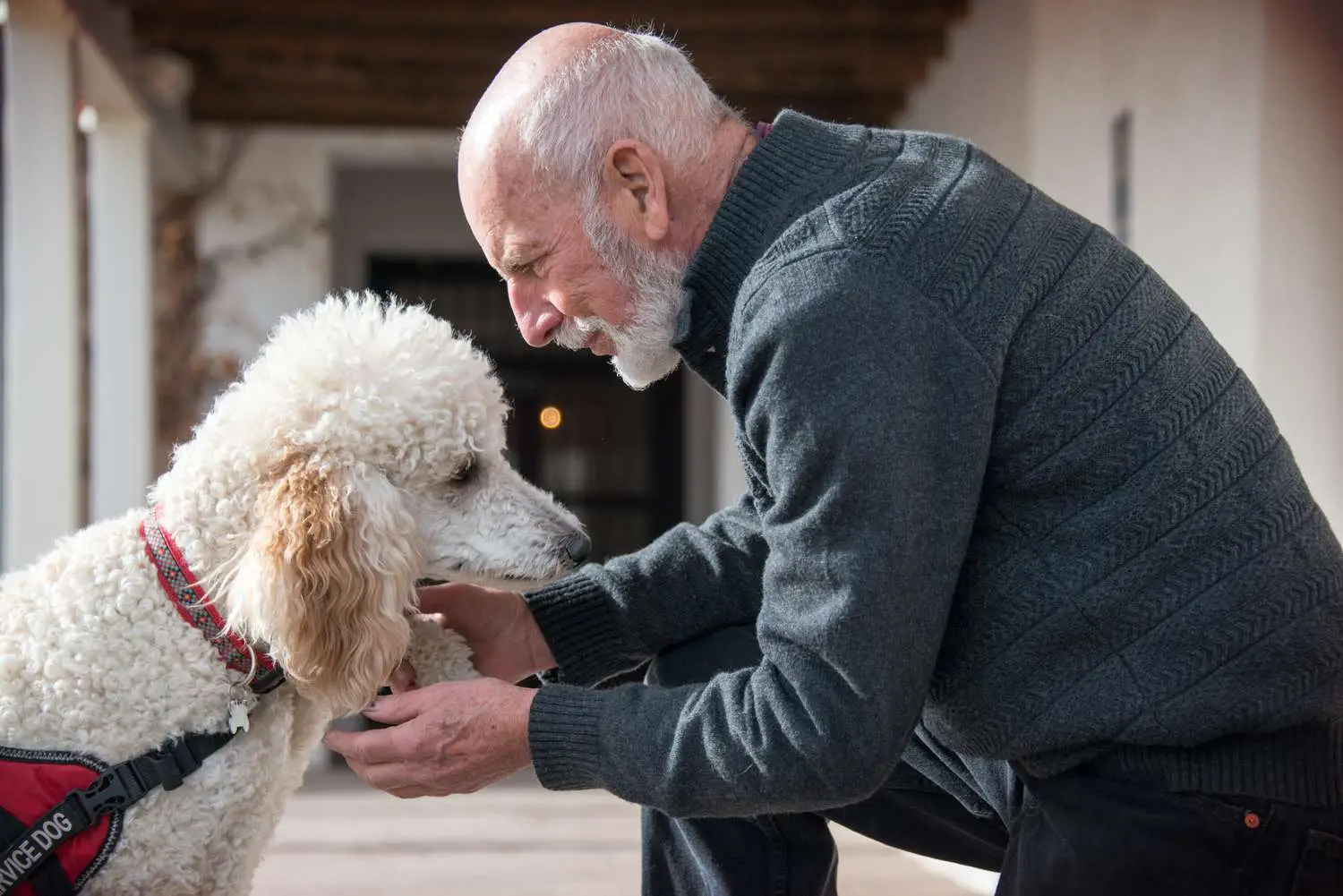 Best Breed for Anxiety Service Dog