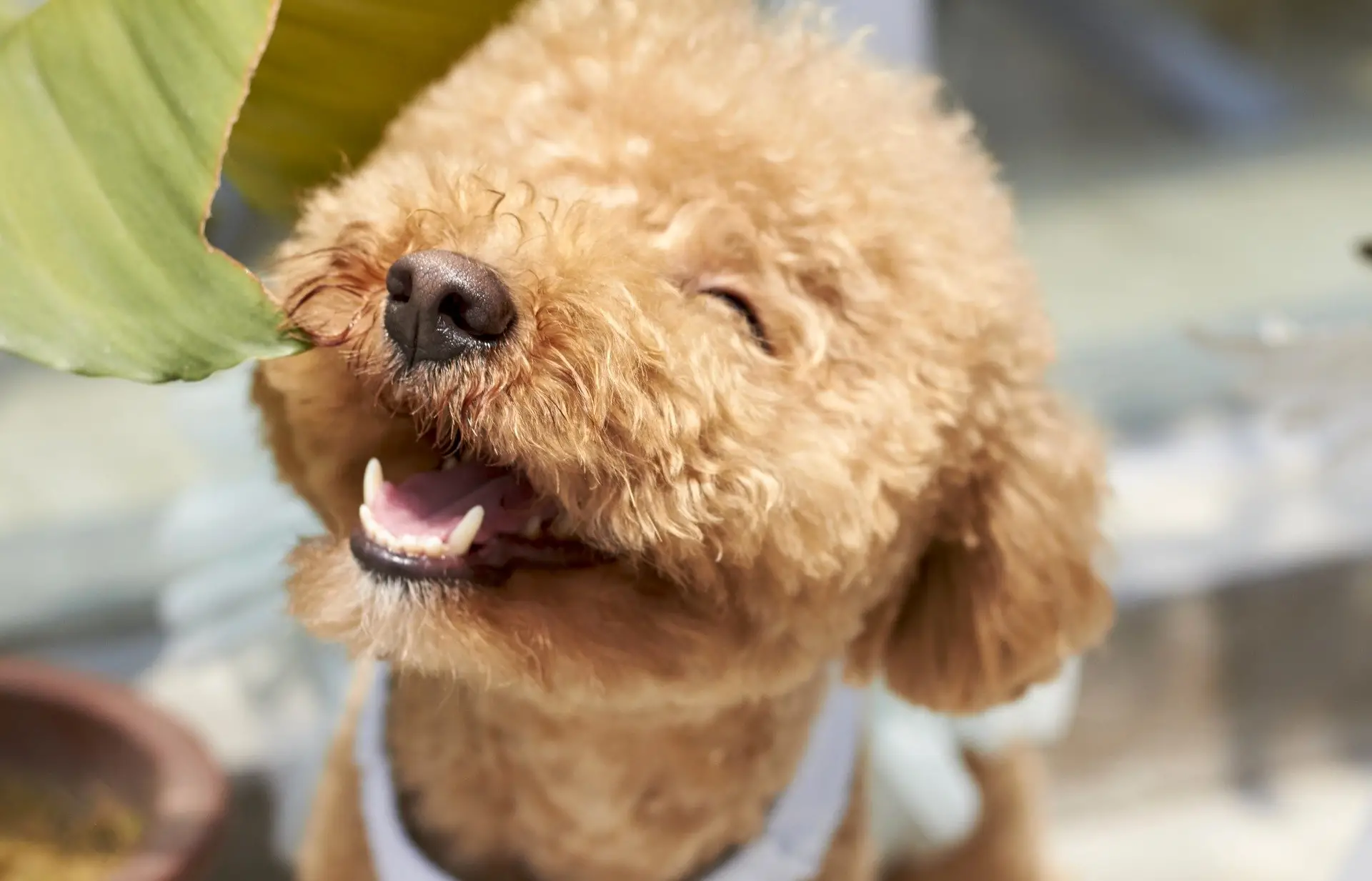 Best Breed for Anxiety Service Dog