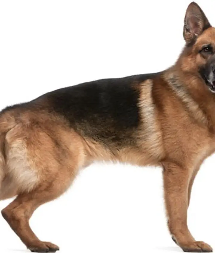 Best Breed for Anxiety Service Dog